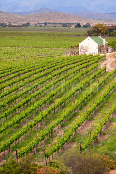 Casa vina camino de tierra líder naturaleza casa Foto stock © avdveen