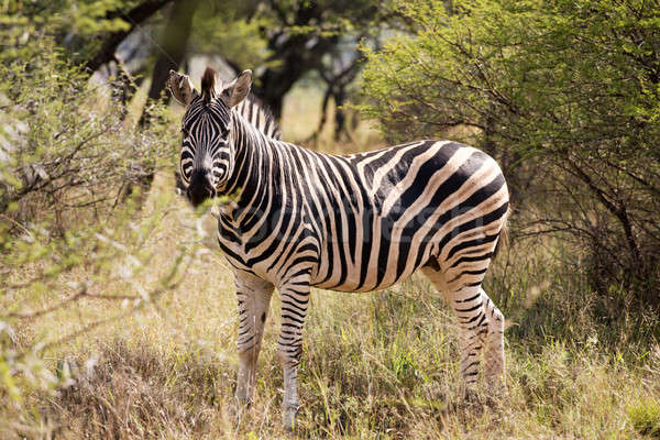 Stock photo: Lone zebra standing in the African bush