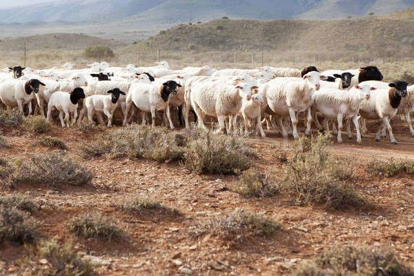 Owiec spaceru żwiru drogowego trawy charakter Zdjęcia stock © avdveen