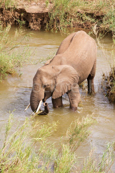 Elefante africano agua potable pie río agua hierba Foto stock © avdveen