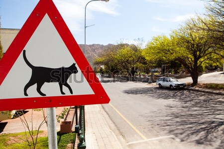 Triangular road sign warning cats are crossing Stock photo © avdveen
