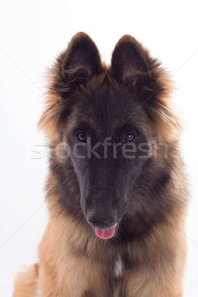 Owczarek belgijski psa szczeniak sześć miesiąc starych Zdjęcia stock © AvHeertum