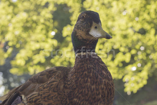 Wild duck, close-up Stock photo © AvHeertum