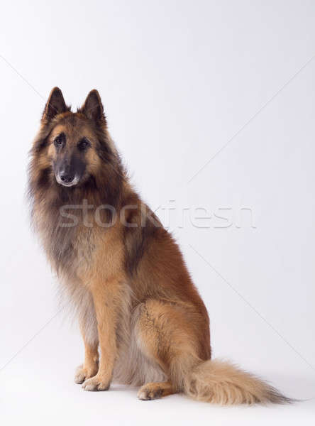 Tervuren dog sitting, studio background Stock photo © AvHeertum