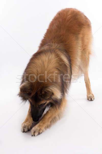 Stock photo: Belgian Shepherd Tervuren dog, white studio background