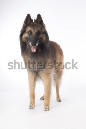 Dog, Belgian Shepherd Tervuren, sitting on white studio backgrou Stock photo © AvHeertum