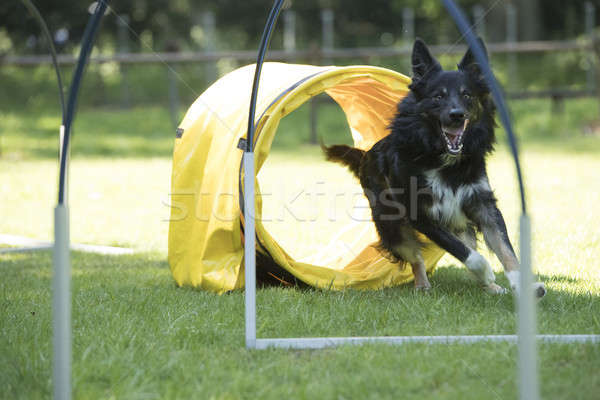 Hund Border Collie läuft Beweglichkeit Haar Porträt Stock foto © AvHeertum