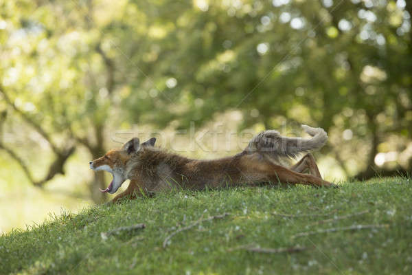 Red fox, lying stretched and yawning Stock photo © AvHeertum