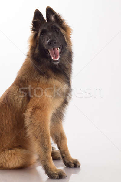 Belga juhászkutya kutya kutyakölyök hat hónapok öreg Stock fotó © AvHeertum