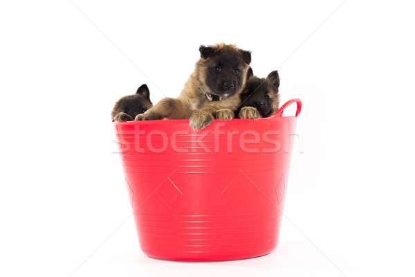 Three Belgian Shepherd Tervuren puppy's in plastic bucket, isola Stock photo © AvHeertum