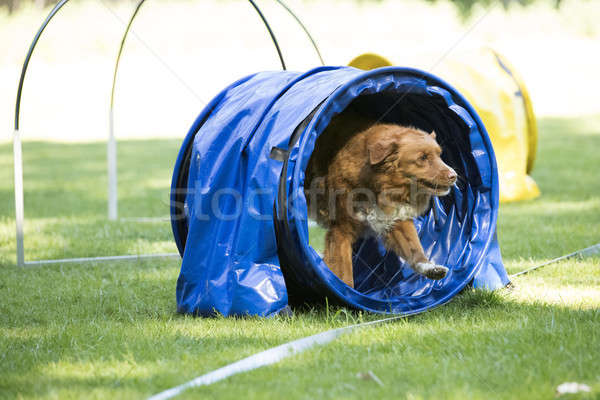 Hond eend retriever lopen tunnel Stockfoto © AvHeertum