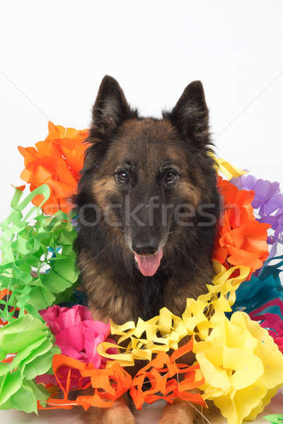 Stok fotoğraf: Köpek · orospu · parti · doğum · günü · yeşil