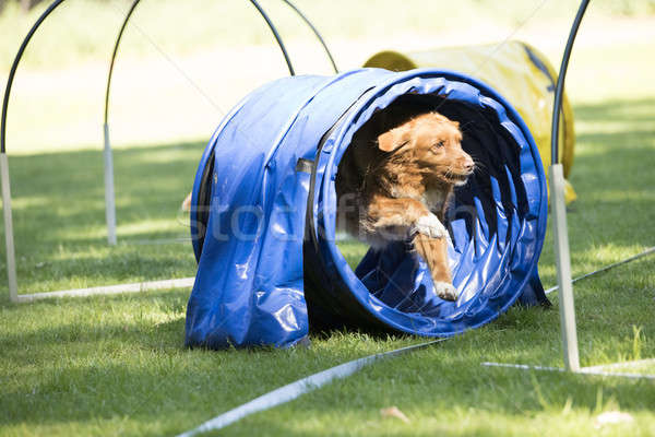 Dog, Nova Scotia duck tolling retriever, running through agility Stock photo © AvHeertum