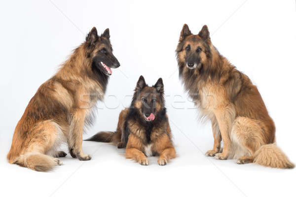 Stock photo: Three dogs isolated on white studio background