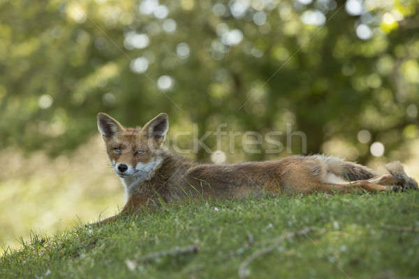 Stock photo: Red fox, lying stretched in grass, looking in camera