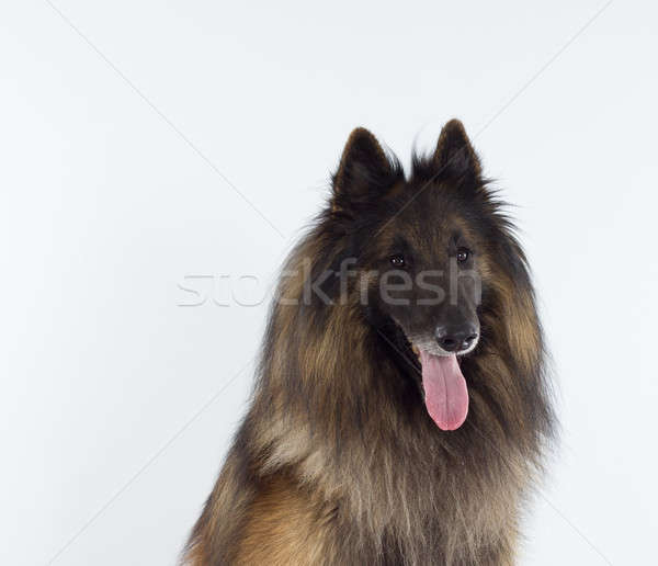 Belgian Shepherd Tervuren dog head shot, white studio background Stock photo © AvHeertum