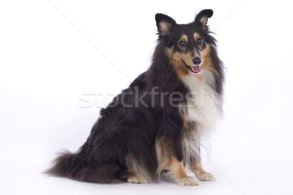 Shetland Sheepdog, isolated Stock photo © AvHeertum