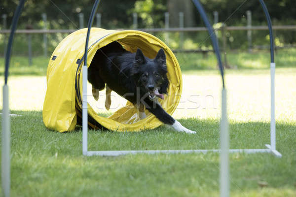 Stock photo: Dog, Border Collie, running through agility tunnel