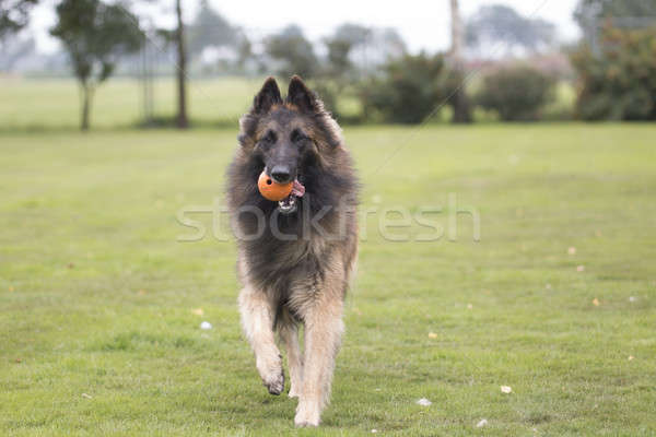 Dog, Belgian Shepherd Tervuren, running with orange ball Stock photo © AvHeertum