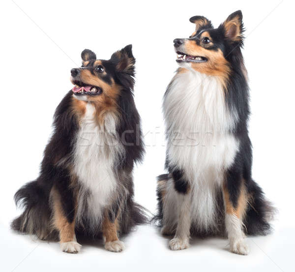 Two Shetland Sheepdogs sitting isolated Stock photo © AvHeertum