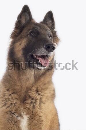 Cão isolado branco fundo escuro Foto stock © AvHeertum