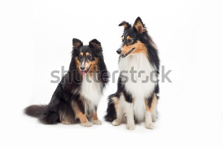 Stock foto: Zwei · Sitzung · isoliert · weiß · Studio · Hund