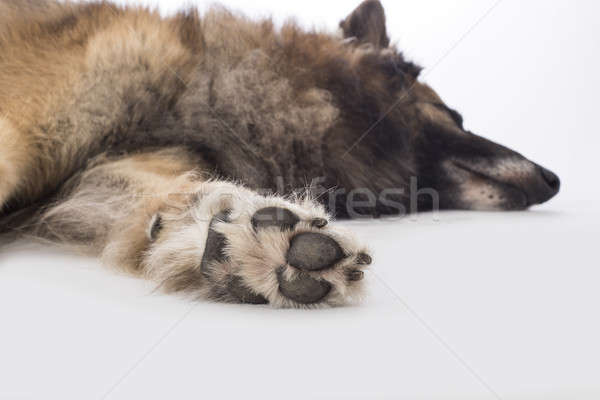 Stock photo: Dog, Belgian Shepherd Tervuren, paw