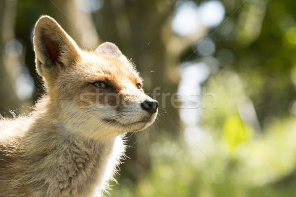 Red fox, close-up head Stock photo © AvHeertum