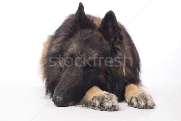 狗 比利時牧羊犬 睡眠 白 工作室 商業照片 © AvHeertum