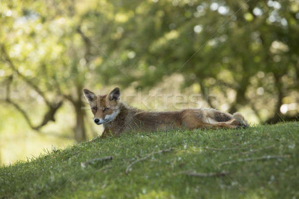 Red fox, lying stretched, looking in camera Stock photo © AvHeertum