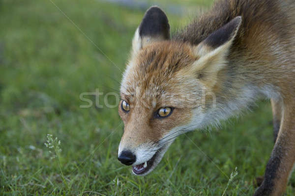 Red fox, close-up head Stock photo © AvHeertum
