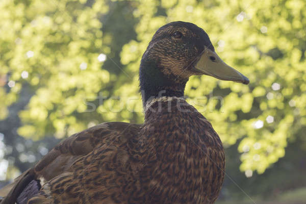 カモ クローズアップ 自然 鳥 緑 ストックフォト © AvHeertum