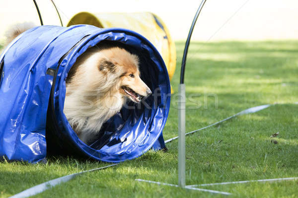 Stock photo: Dog, Scottish Collie, running through agility tunnel
