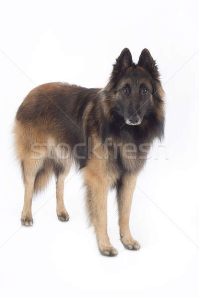 Stock photo: Dog, Belgian Shepherd Tervuren, standing, isolated