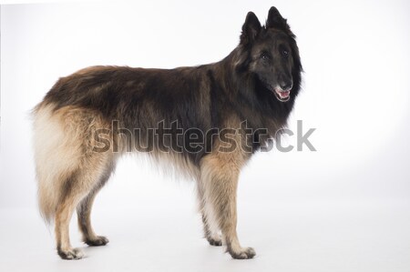 Dog, Belgian Shepherd Tervuren, standing on white studio background Stock photo © AvHeertum