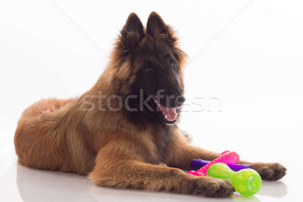 Belgian Shepherd Tervuren puppy, six months old, shiny white flo Stock photo © AvHeertum