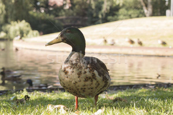 Wild duck, close-up Stock photo © AvHeertum