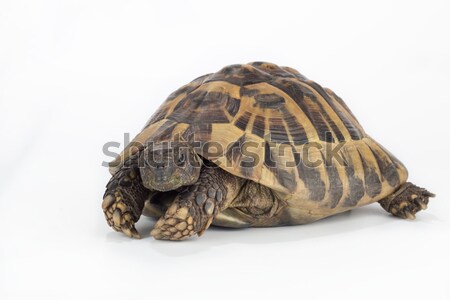 greek land tortoise, Testudo Hermanni Stock photo © AvHeertum