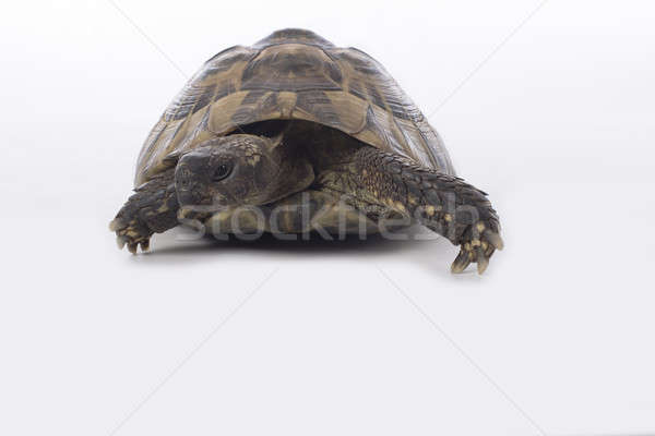 Greek land tortoise, Testudo Hermanni, white studio background Stock photo © AvHeertum