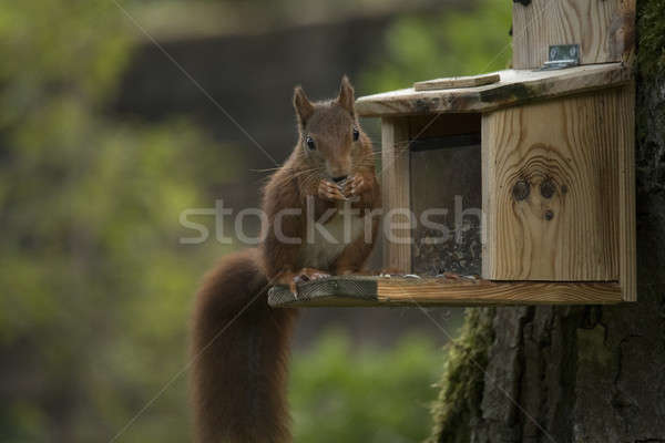 Czerwony wiewiórki posiedzenia jedzenie drzewo drewna Zdjęcia stock © AvHeertum