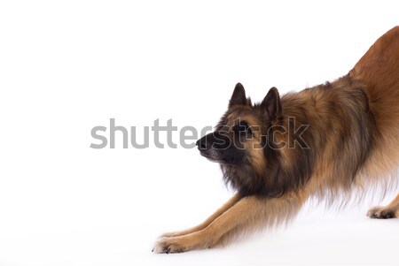 Belgian Shepherd Tervuren, dog, bending, white studio background Stock photo © AvHeertum