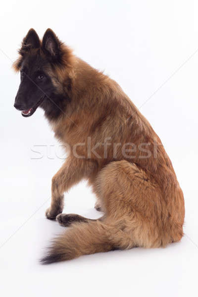 Owczarek belgijski psa szczeniak sześć miesiąc starych Zdjęcia stock © AvHeertum