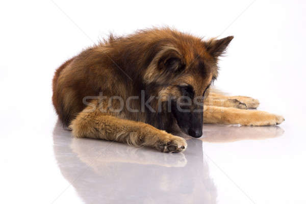 Belgian Shepherd Tervuren dog looking at himself in shiny floor, Stock photo © AvHeertum