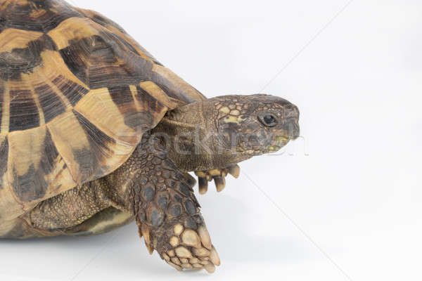 Stockfoto: Schildpad · hoofd · textuur · natuur · achtergrond