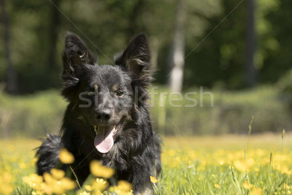 Köpek border collie sarı çiçekler saç portre kafa Stok fotoğraf © AvHeertum