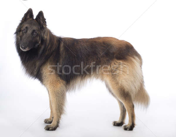 Stock photo: Dog, Belgian Shepherd Tervuren, standing on white studio backgro