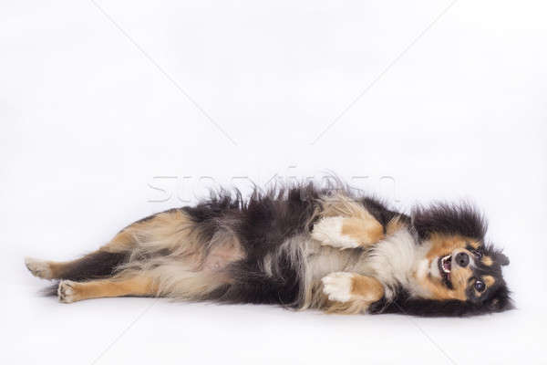 Hund Schäferhund isoliert weiß Hintergrund funny Stock foto © AvHeertum