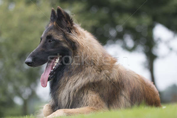 Hond gras haren lopen mond Stockfoto © AvHeertum