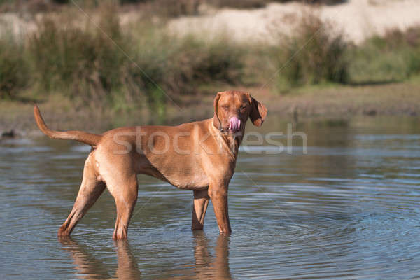 犬 ハンガリー語 立って 水 春 草 ストックフォト © AvHeertum