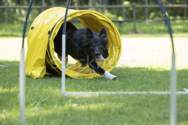 Foto stock: Perro · border · collie · ejecutando · túnel · pelo